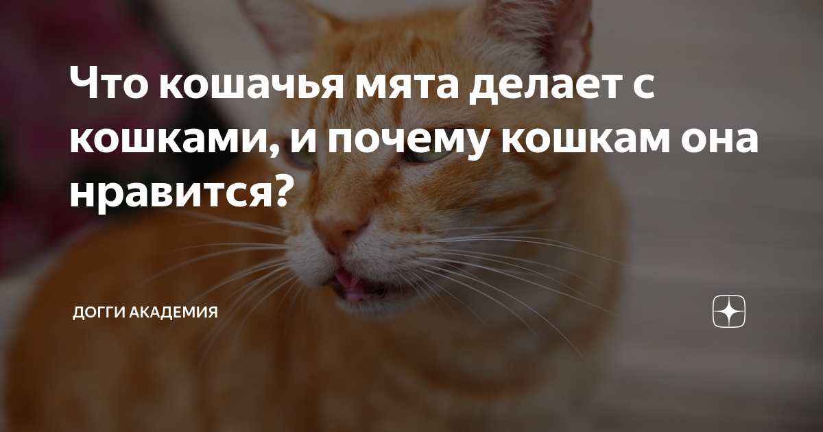 Что кошачья мята делает с кошками, и почему кошкам она нравится?