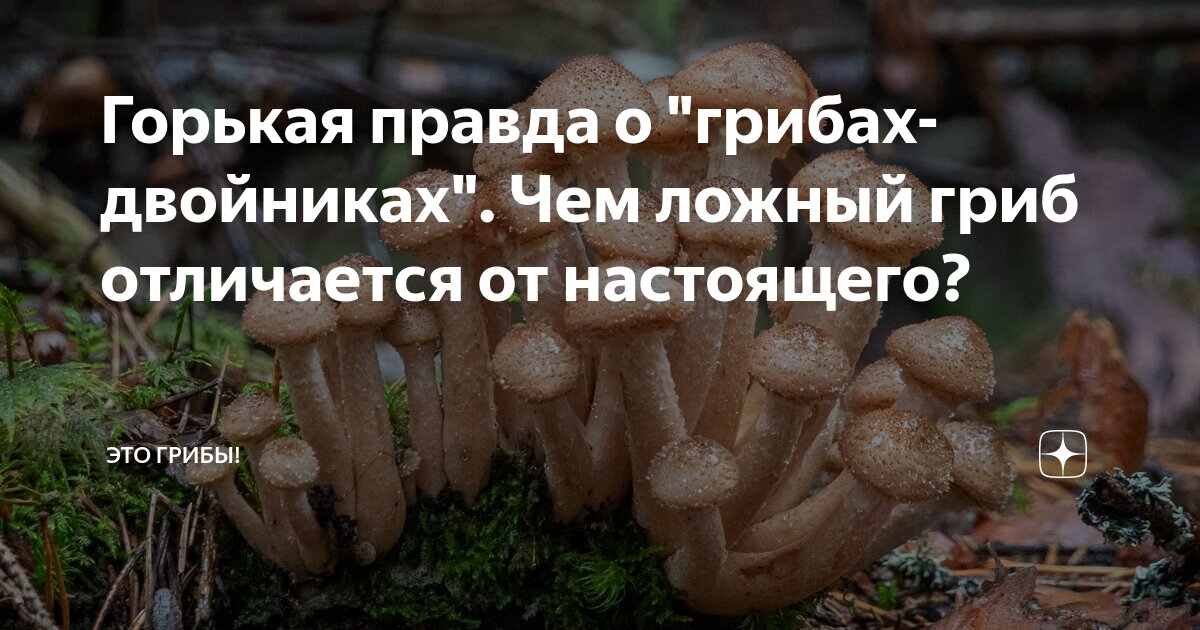 Горькая правда о "грибах-двойниках". Чем ложный гриб отличается от ...