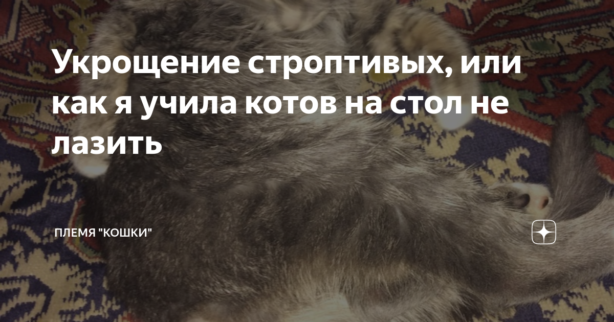 Как научить кота не лазить по столам