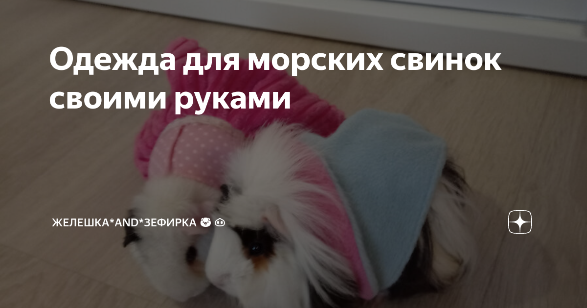 Содержание морских свинок — chelmass.ru