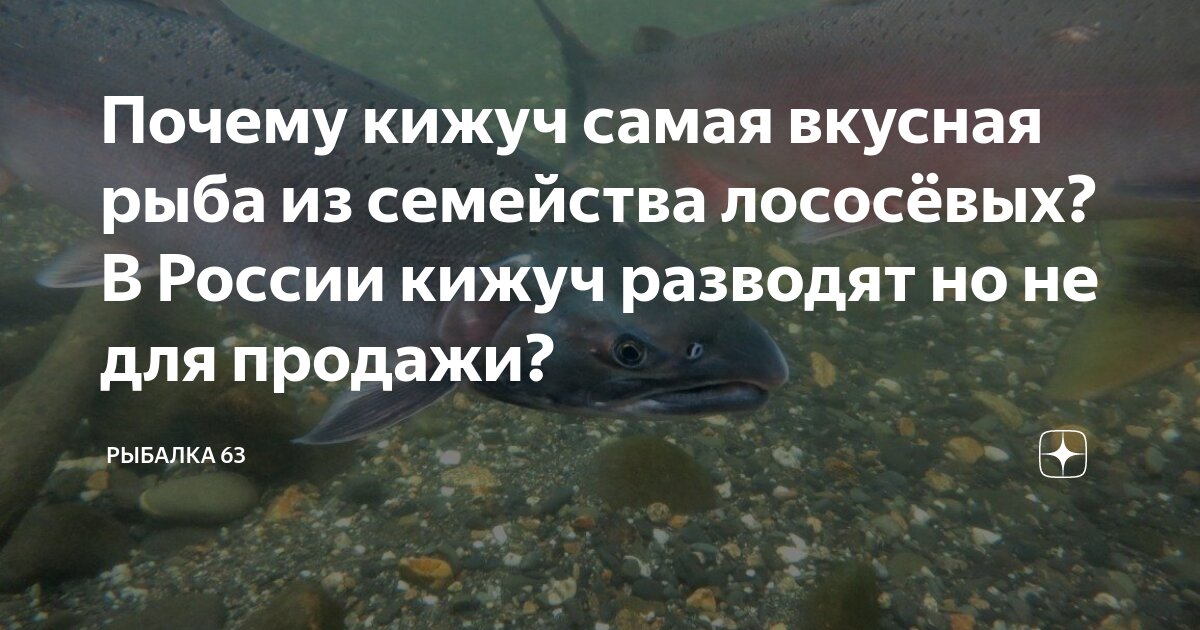 Почему кижуч самая вкусная рыба из семейства лососёвых? В России кижуч ...