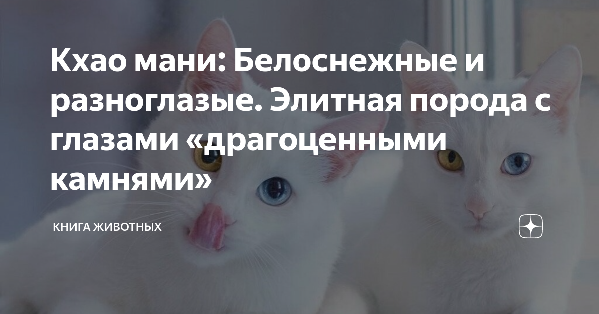 Кхао мани: Белоснежные и разноглазые. Элитная порода с глазами ...