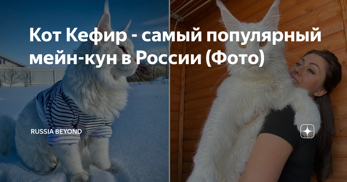 Кот кефир фото
