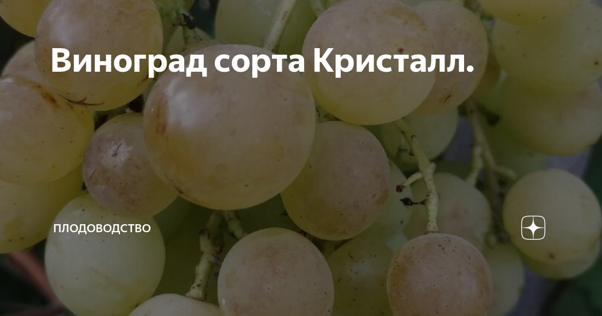 Виноград Кристалл: описание и характеристики сорта, особенности ухода и фото