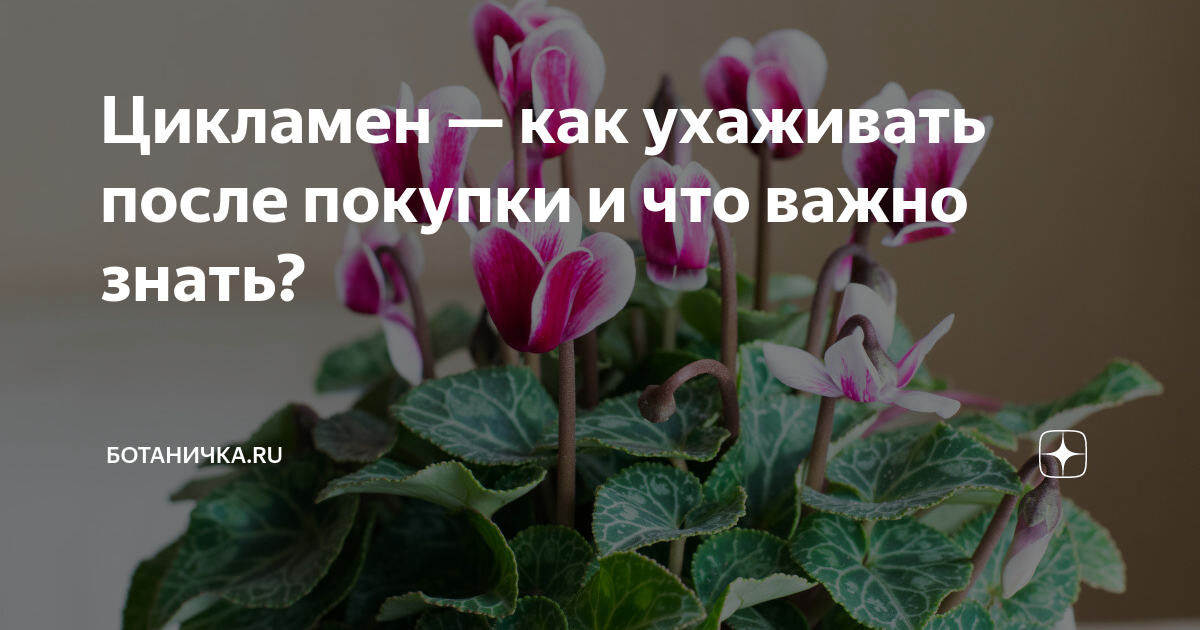 Цикламен как ухаживать после цветения. Срок пересадки цикламены в 2024 году.