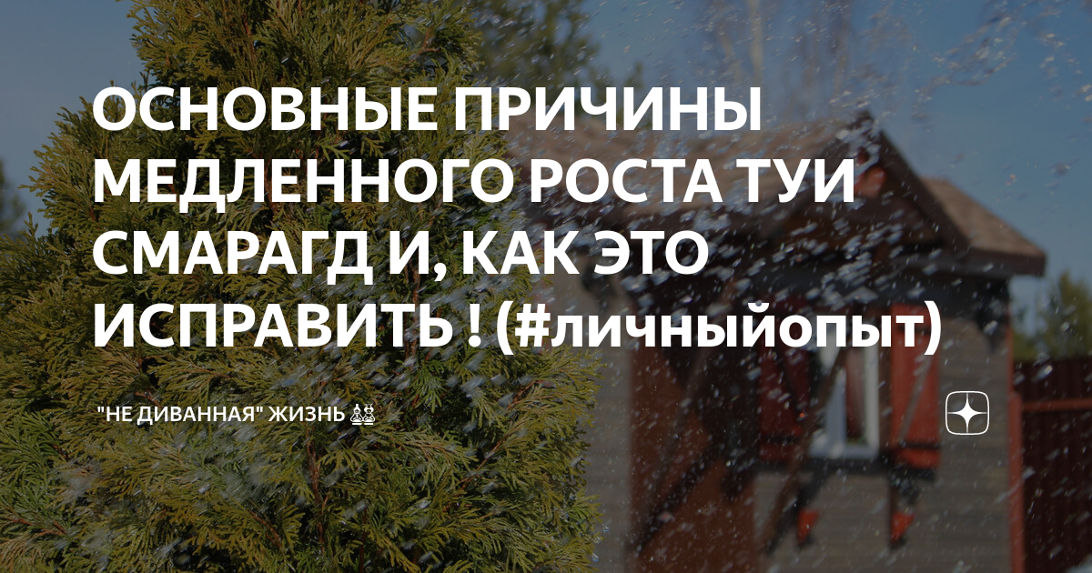 ОСНОВНЫЕ ПРИЧИНЫ МЕДЛЕННОГО РОСТА ТУИ СМАРАГД И, КАК ЭТО ИСПРАВИТЬ ! (# ...