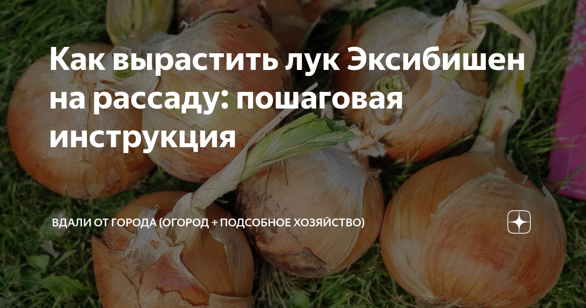 лук эксибишен от посадки до урожая