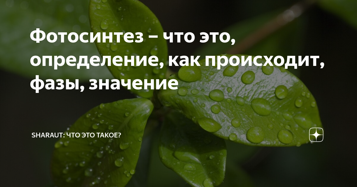 Фотосинтез – что это, определение, как происходит, фазы, значение ...