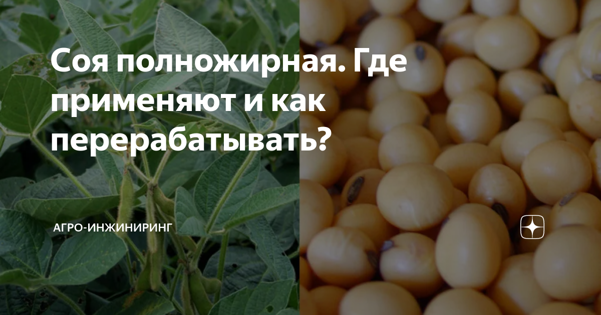 Соя полножирная. Где применяют и как перерабатывать? | АГРО-ИНЖИНИРИНГ ...