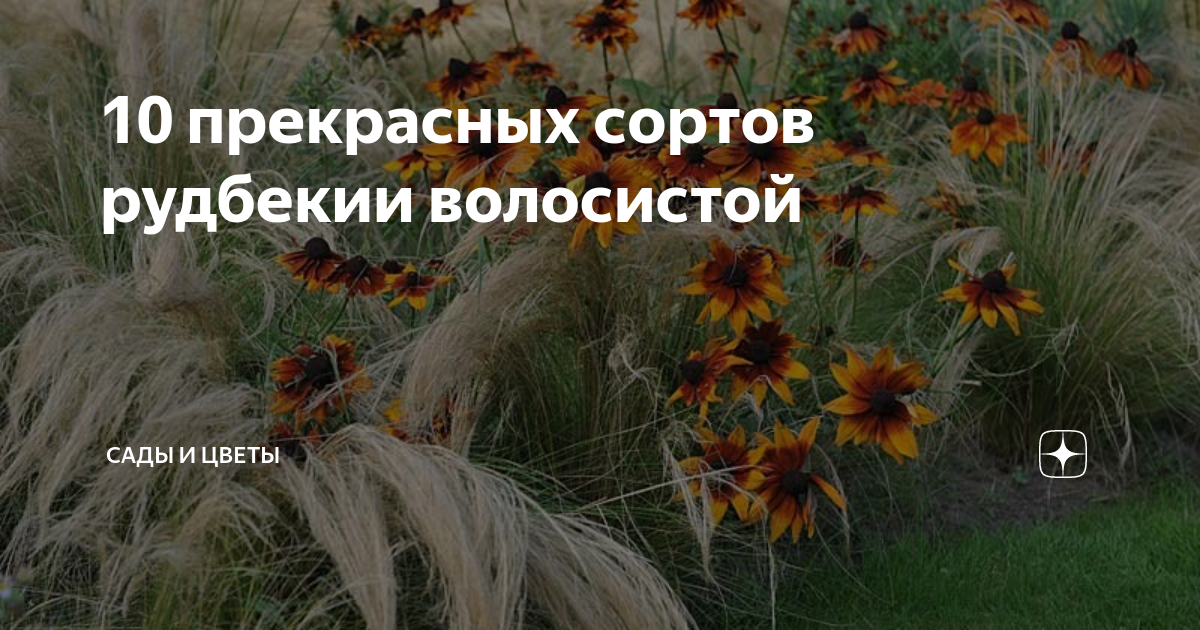 10 прекрасных сортов рудбекии волосистой | Сады и цветы | Дзен