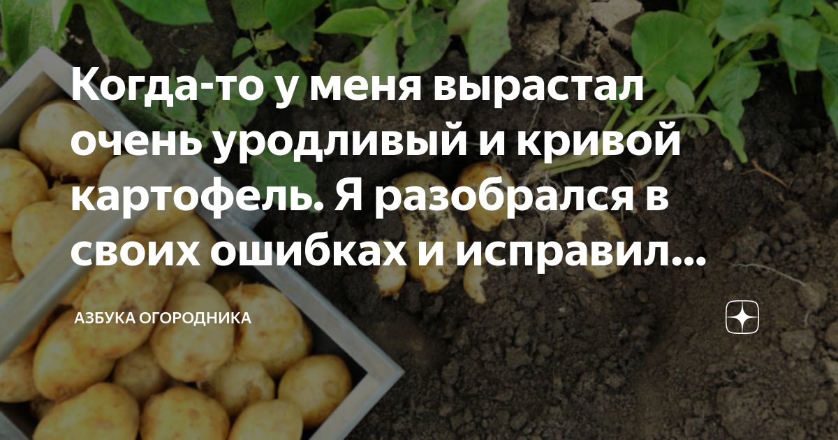 Почему картошка трескается в земле фото Когда-то у меня вырастал очень уродливый и кривой картофель. Я разобрался в свои