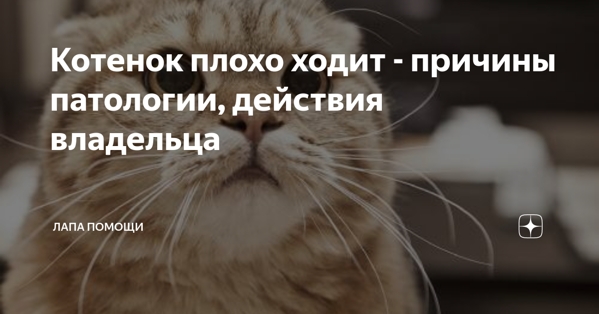 Проведите осмотр и консультацию с ветеринаром