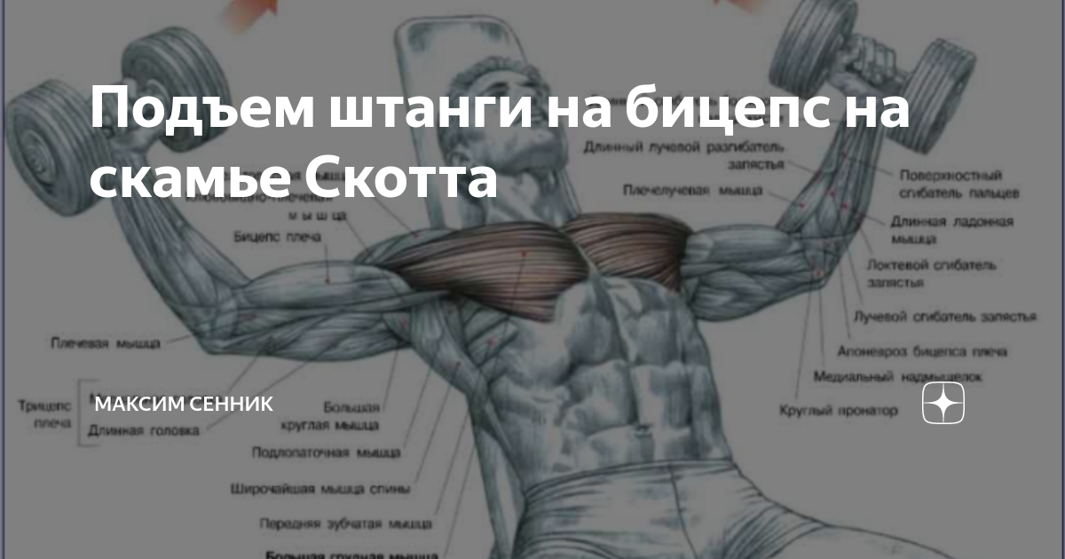 Мастер спорта по подъему штанги на бицепс