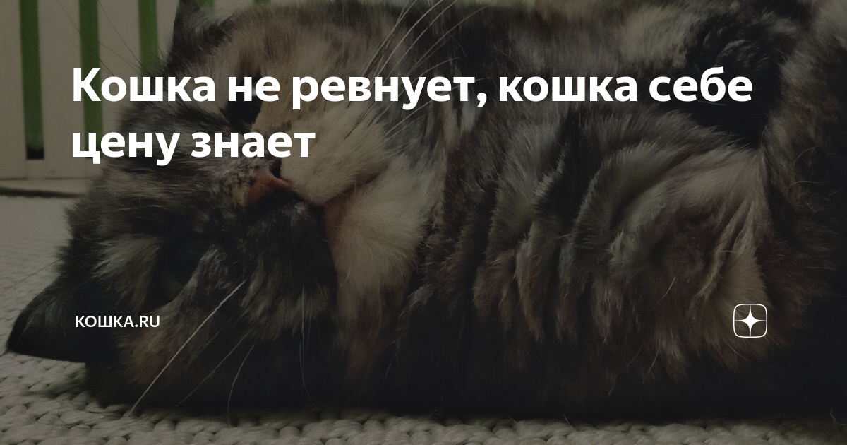 Ревность кошек. Кошка ревнует. Арт ревность кошки. Разные волки которые ревнуют кошку.