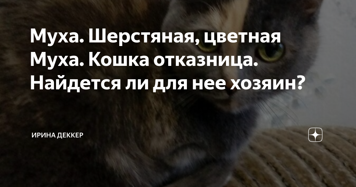 Котенок муха