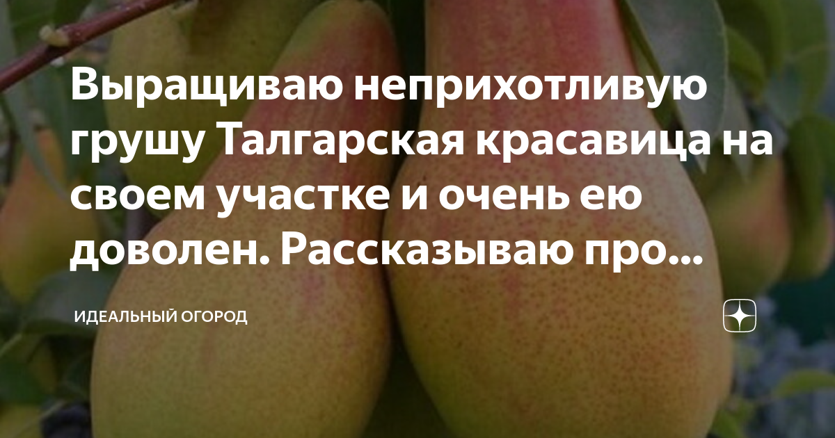 Выращиваю неприхотливую грушу Талгарская красавица на своем участке и ...