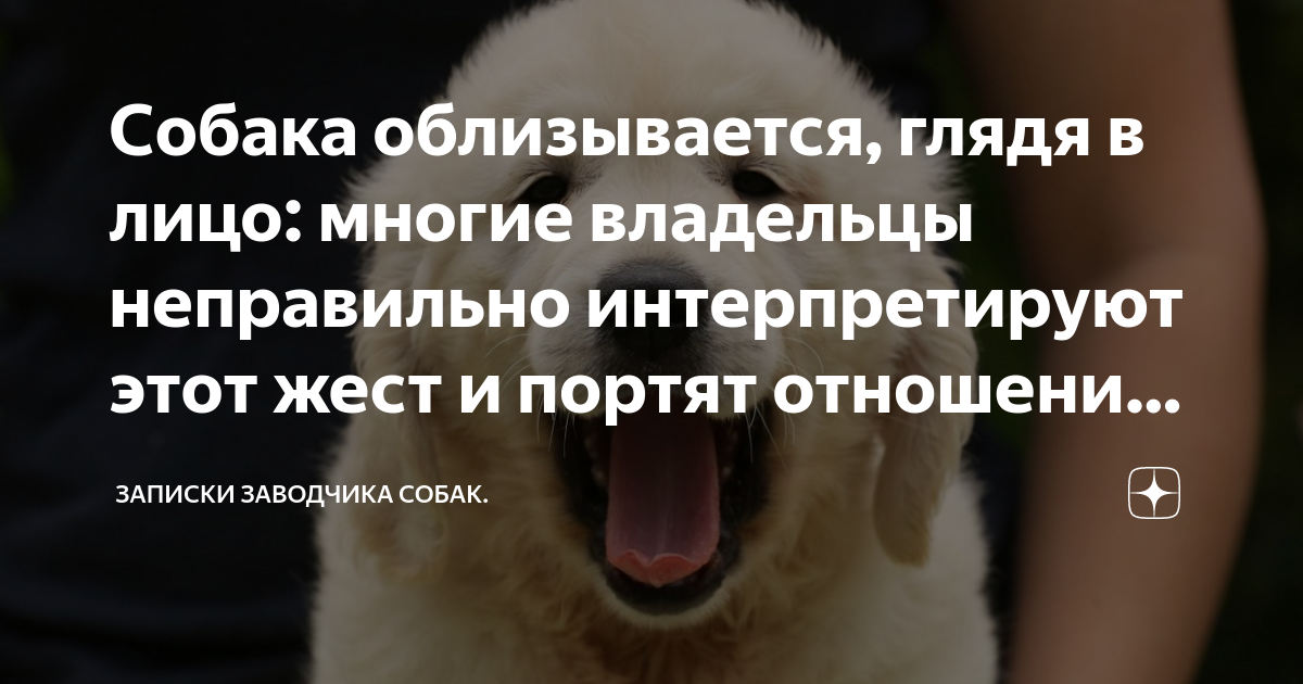 что значит выражение где собака зарыта