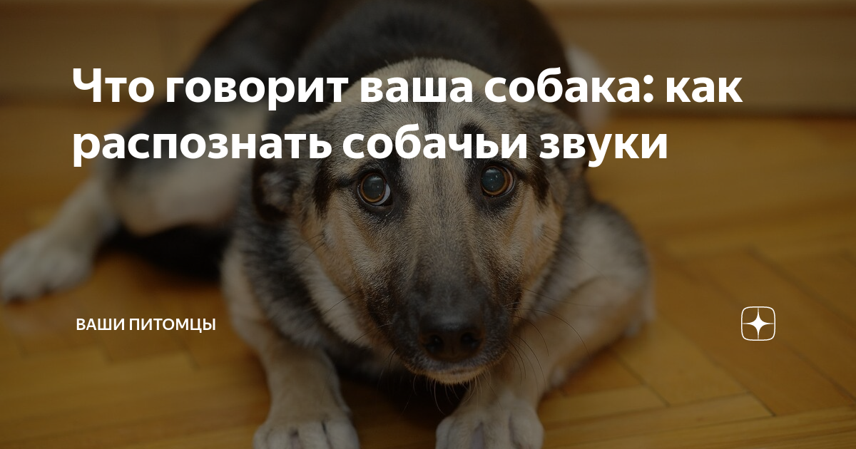 Собака визжит. Спокойная собака. Метис басенджи. Сигналы угрозы у собак. Почему собака издает звуки.