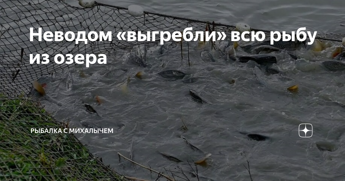 Неводом «выгребли» всю рыбу из озера | РЫБАЛКА С МИХАЛЫЧЕМ | Дзен