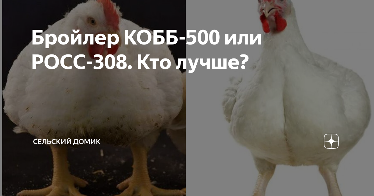 Бройлеры кобб 500 описание фото отзывы. Бройлер Росс 308. Яйцо бройлера Кобб 500. Росс 308 Португалия бройлер. Бройлер Кобб 700.