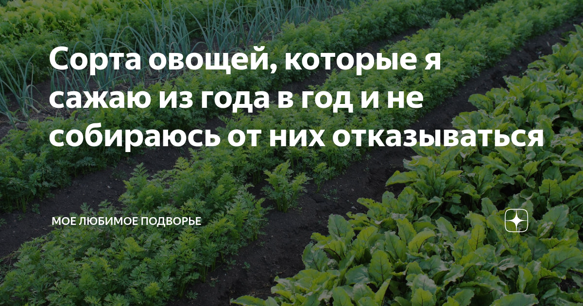 Перспективы выращивания помидора. Какие овощи созревают в августе. Сеянный поздно. Свекла на рассаду когда сеять в 2022. Когда сажать перец на рассаду в 2022.