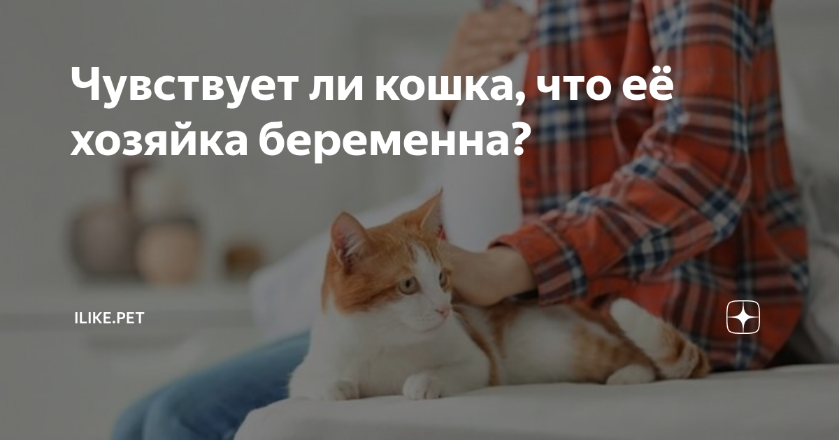 БЕРЕМЕННЫЕ ЖЕНЩИНЫ И КОШКИ: ЧТО НУЖНО ЗНАТЬ О ТОКСОПЛАЗМОЗЕ - LOVE FERPLAST