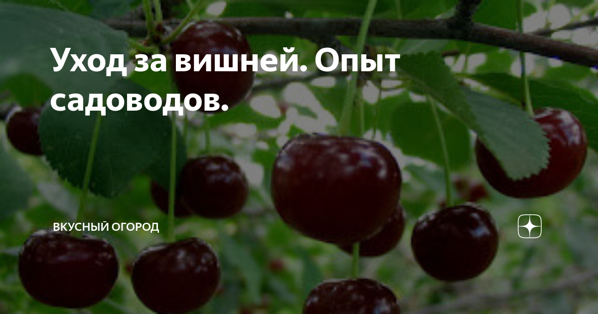Уход за вишней. Опыт садоводов. | ВКУСНЫЙ ОГОРОД | Дзен