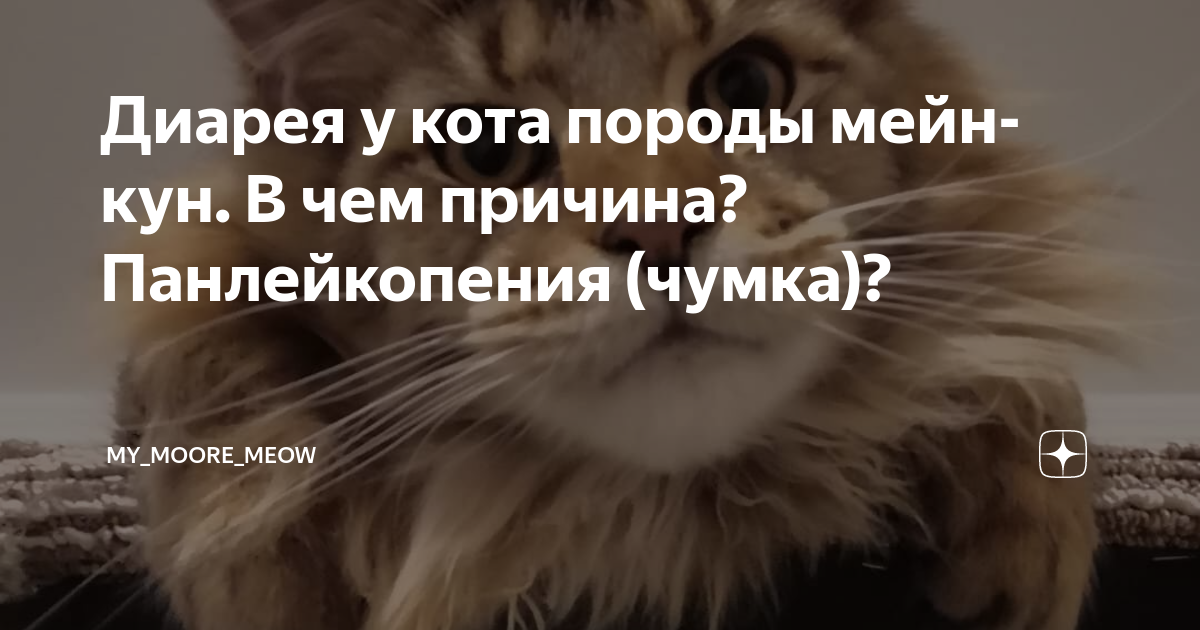 Жидкий стул у мейн куна причины