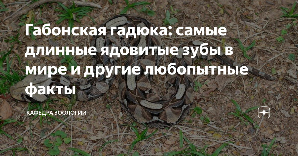 Габонская гадюка: самые длинные ядовитые зубы в мире и другие ...