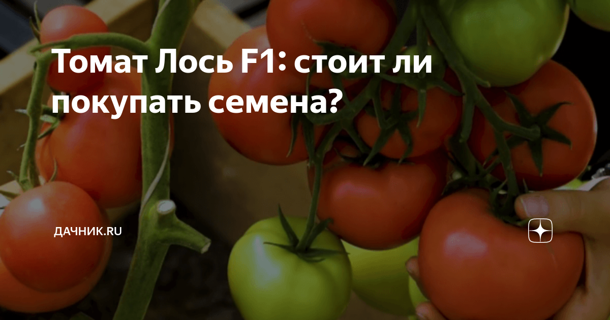 Томат Лось F1, 3 шт., купить в интернет магазине Seedspost.ru