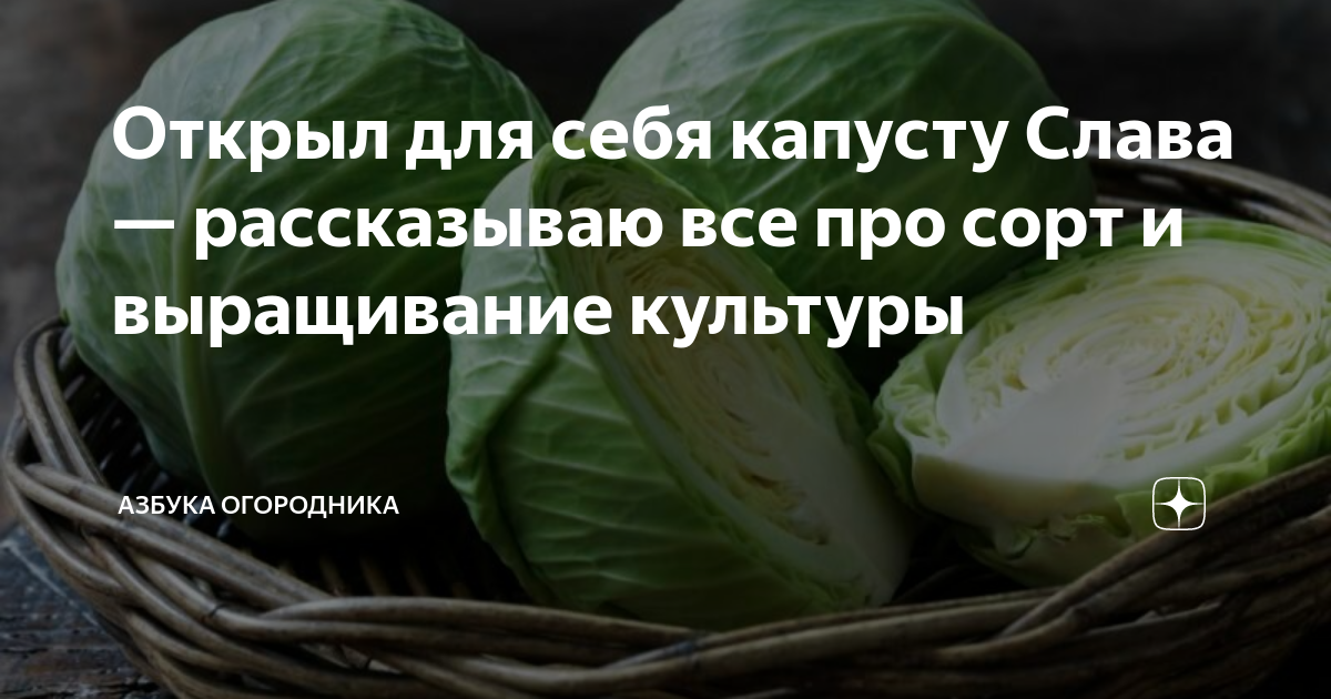 Открыл для себя капусту Слава — рассказываю все про сорт и выращивание ...