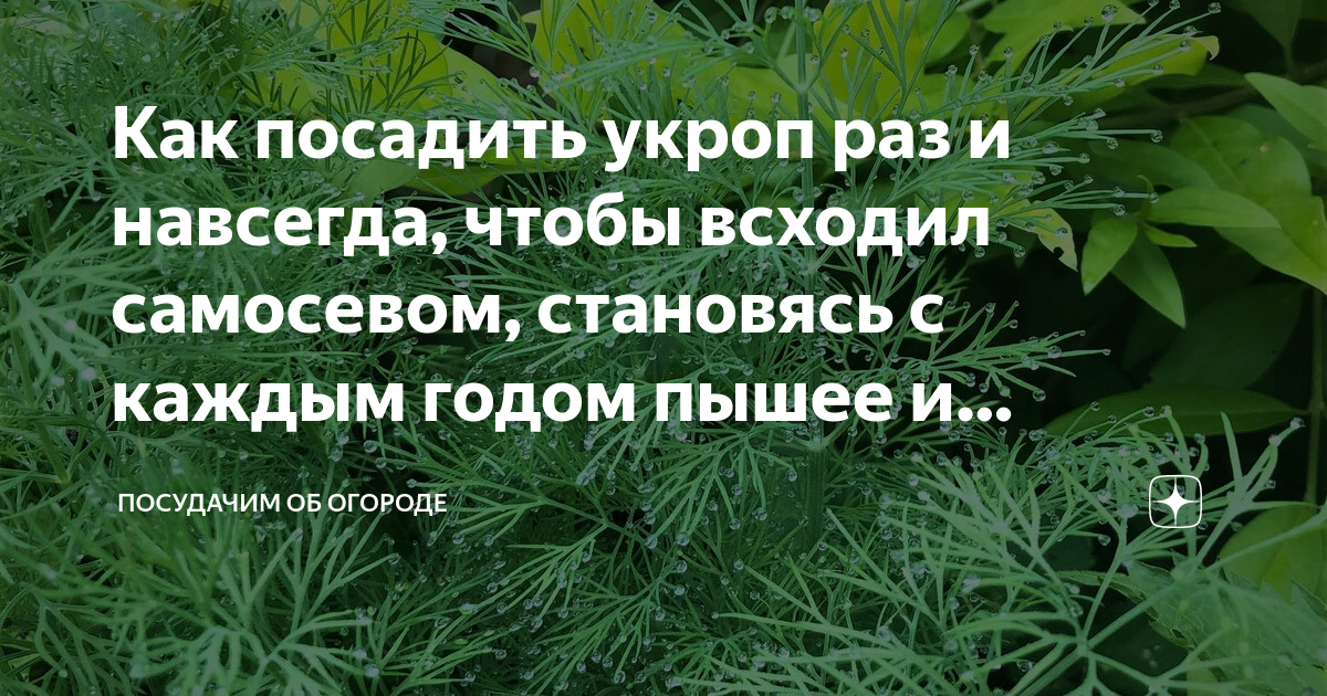 После укропа можно сажать лук. Как садить укроп. Рост укропа. Как сажать укроп в кипятке чтобы быстрее росли.