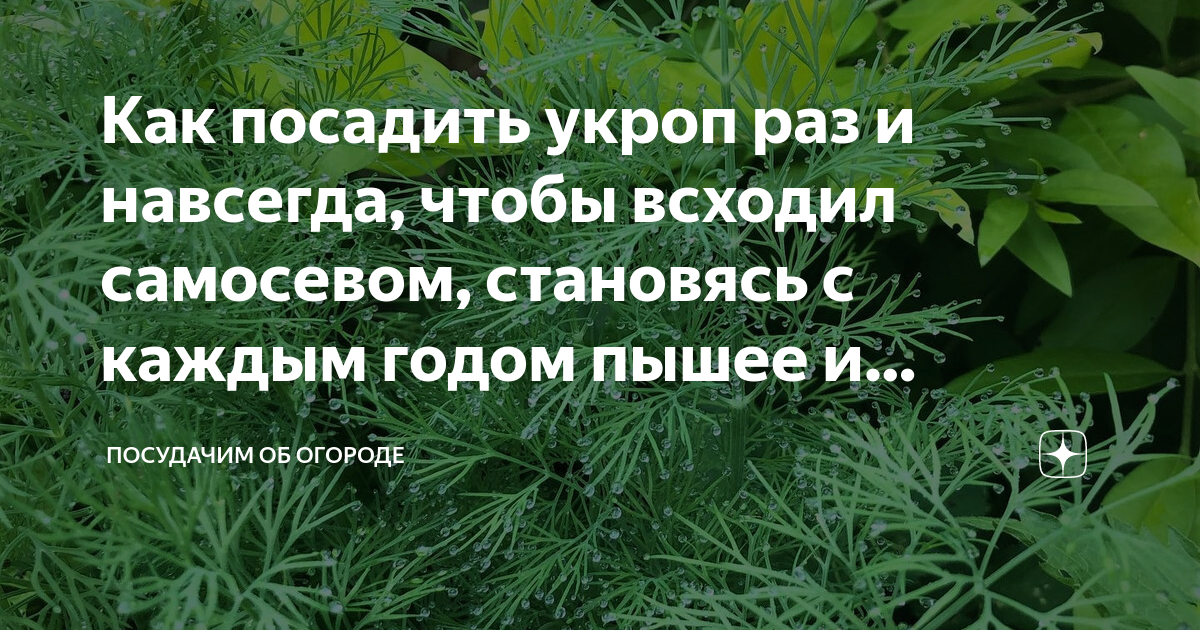 Какой укроп посадить. Рост укропа. Сажаем укроп в радиационной земле. Новый вид посадки укропа прикол на кладбище.