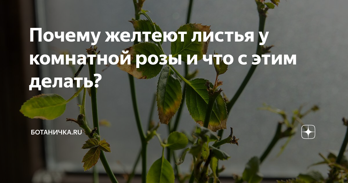 Комнатные розы в горшках желтеют листья