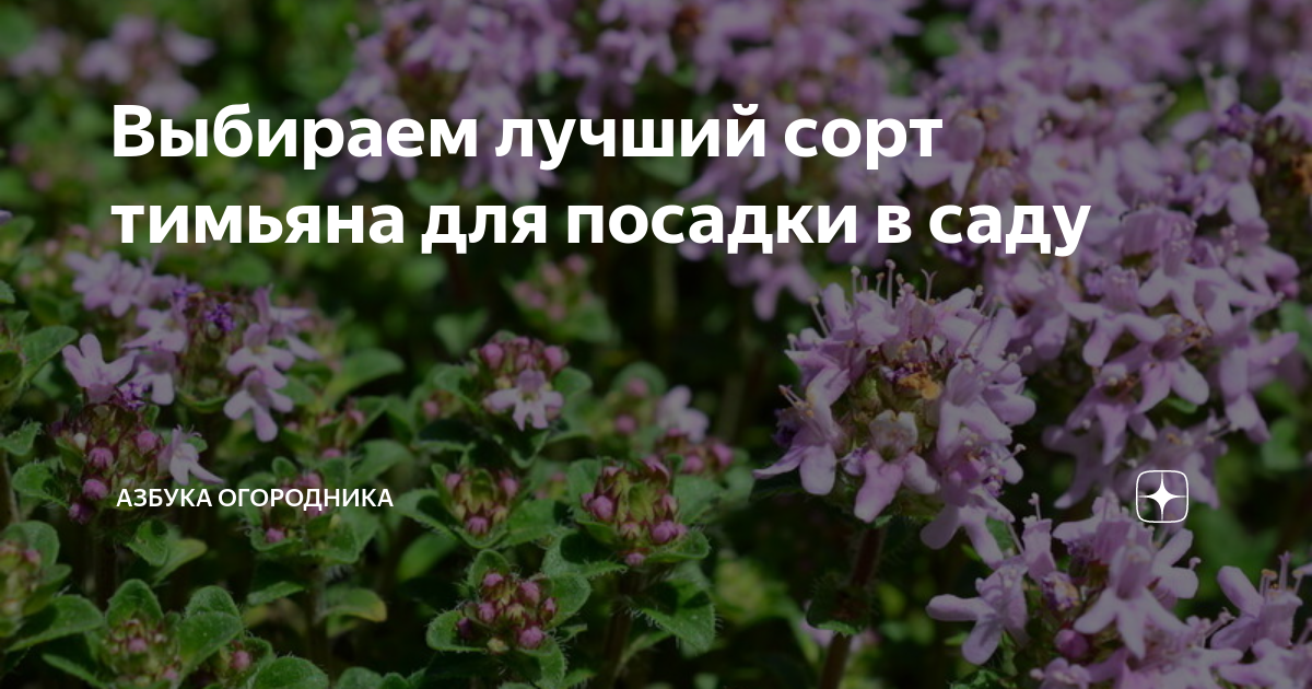 Выбираем лучший сорт тимьяна для посадки в саду | Азбука огородника | Дзен