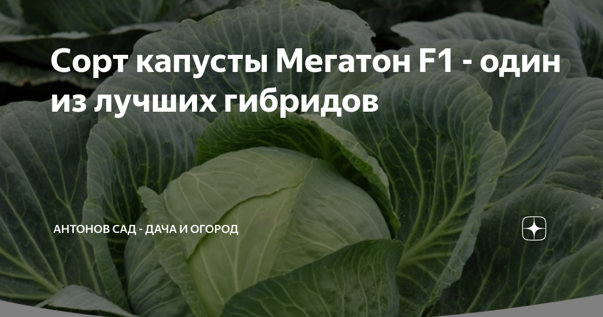 Сорт капусты Мегатон F1 - один из лучших гибридов | Антонов сад - дача ...