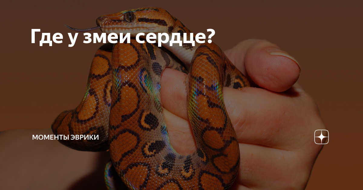 Змеиное сердце. Где у змей сердце. Змея и сердце