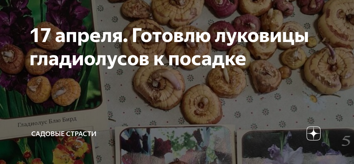 17 апреля. Готовлю луковицы гладиолусов к посадке | Садовые страсти | Дзен