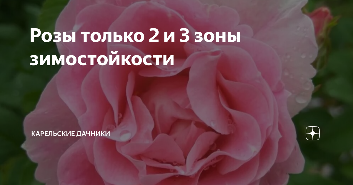 Розы только 2 и 3 зоны зимостойкости | Карельские Дачники | Дзен