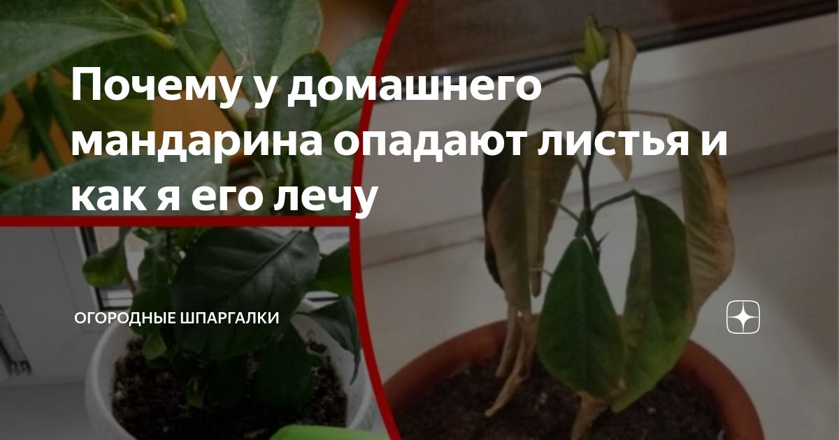 У мандарина «Chinotto» опадают листья - Сад и огород на подоконнике - Форум на aikimaster.ru