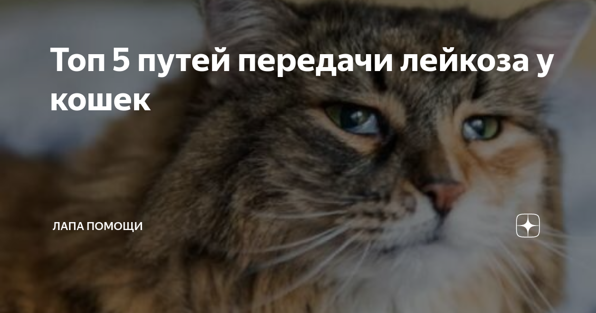 Как выглядит лейкоз у кошек Pin en Medical