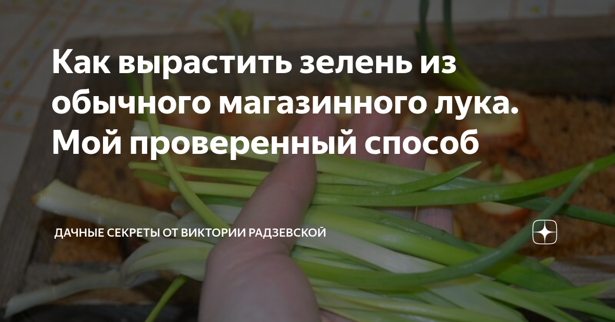 как вырастить лук на зелень на даче
