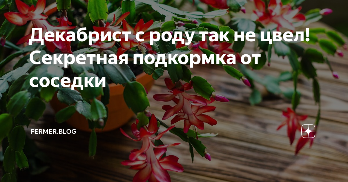 Чем подкормить декабрист в домашних. Удобрения для шлюмбергеры. Удобрение для декабриста. Удобрение для цветка декабрист. Подкормка шлюмбергера.