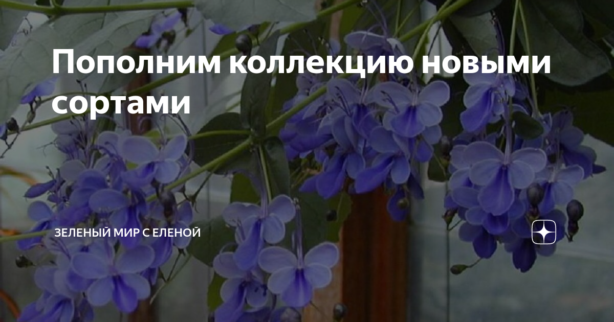 Пополним коллекцию новыми сортами | ЗЕЛЕНЫЙ МИР С ЕЛЕНОЙ | Дзен