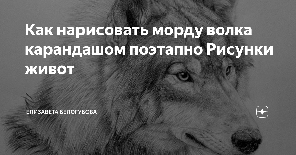 Как нарисовать морду Волка (воет) карандашом поэтапно. () — Video | VK