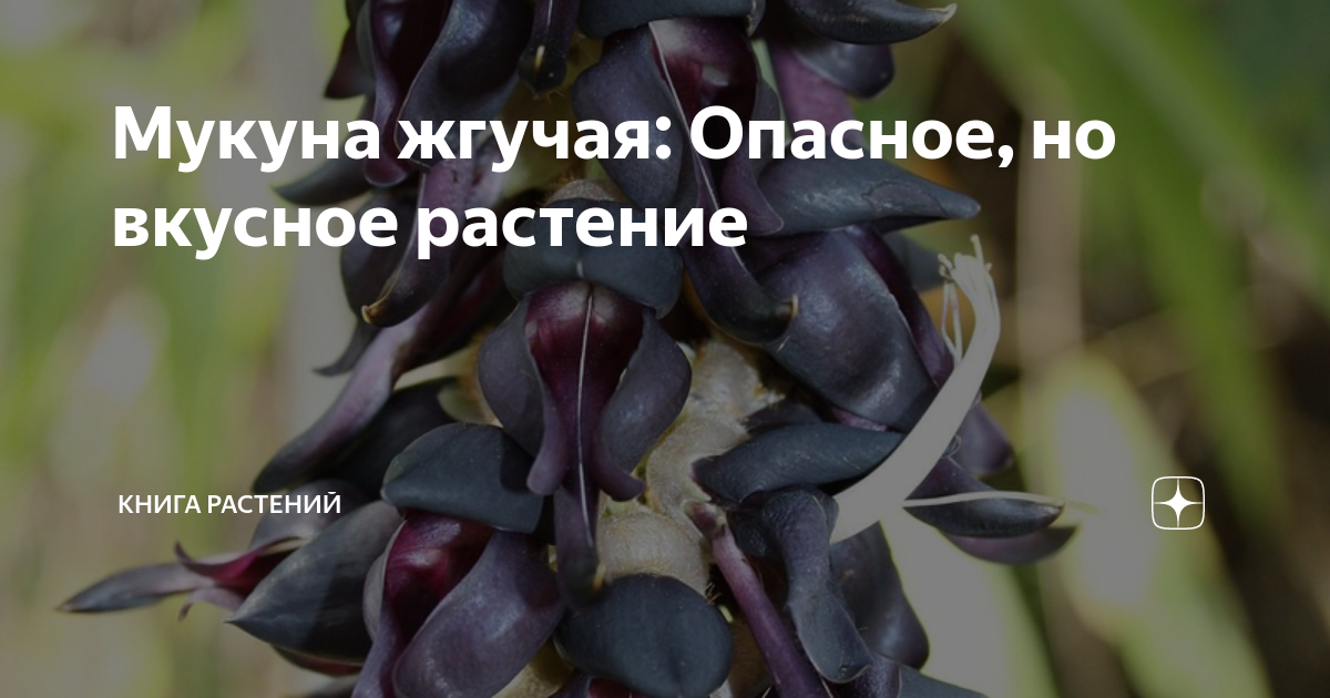 Мукуна жгучая: Опасное, но вкусное растение | Книга растений | Дзен