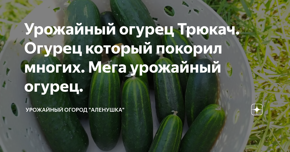 Урожайный огурец Трюкач. Огурец который покорил многих. Мега урожайный ...