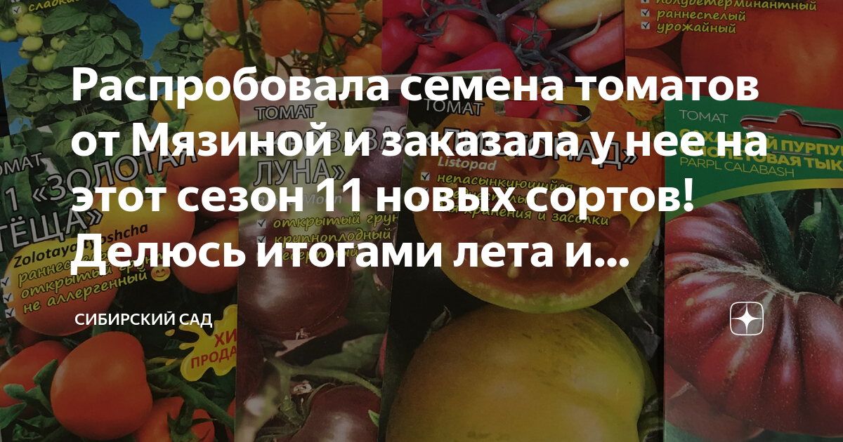 Томаты атомный. Томат атомный Синтез. Томат листопад. Томат убеждение Мязина. Атомный Синтез томат описание.