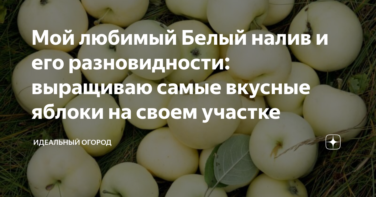 Мой любимый Белый налив и его разновидности: выращиваю самые вкусные ...