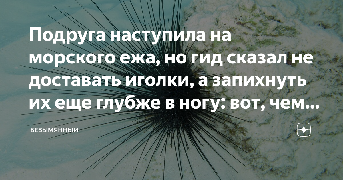наступил на морского ежа что делать. травмы от морских ежей. человек наступил на морского ежа. если наступить на морского ежа. черная диадема морской еж.